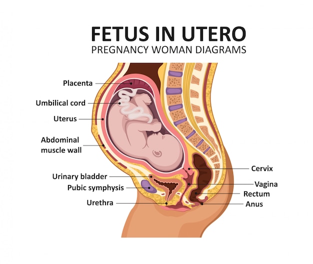 子宮内の胎児 妊娠中の女性の図妊娠中の女性の解剖学 プレミアムベクター