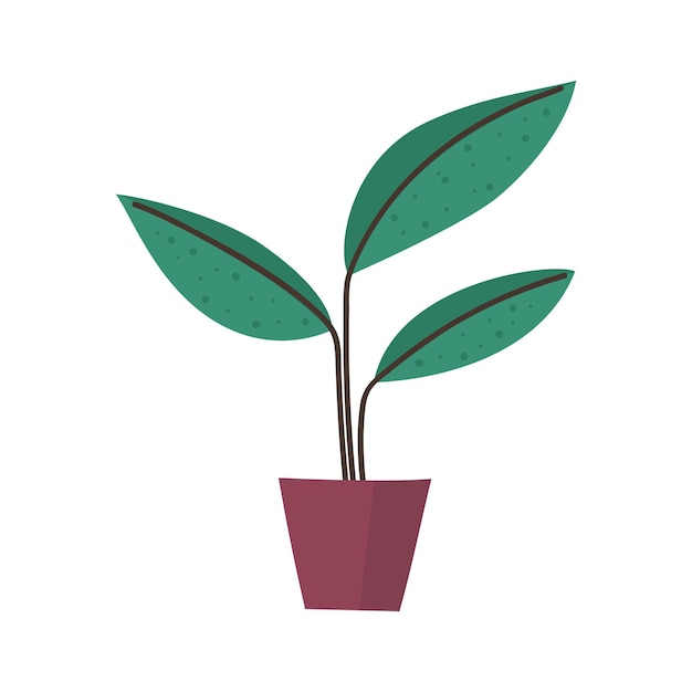 Premium Vector | Ficus in a pot a houseplant flat vector illustration