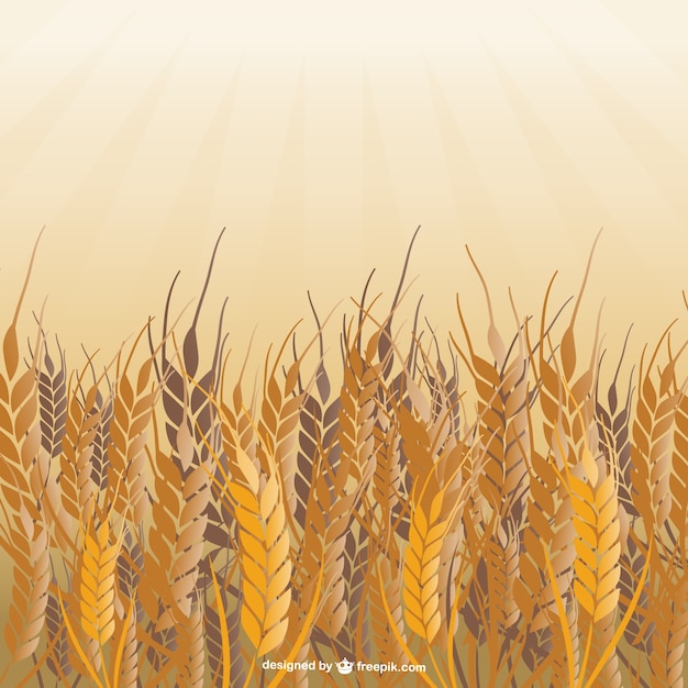 Field of wheat vector | Free Vector