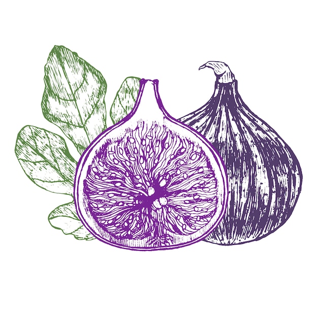 Premium Vector | Fig fruit with leaf hand draw sketch.