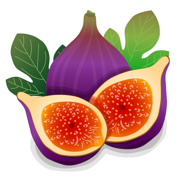 Premium Vector Fig Vector Illustration