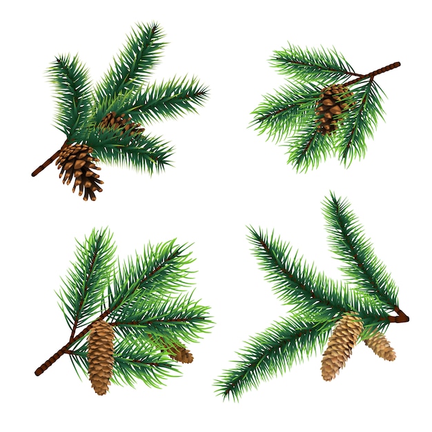 Download Fir branch christmas tree branches with cones | Premium Vector