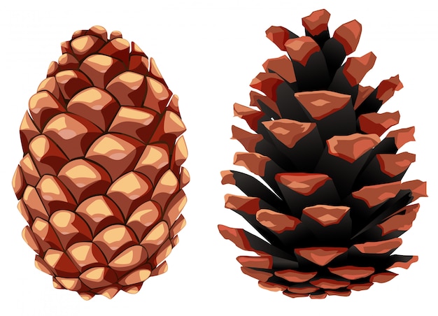 Premium Vector | Fir and pine cone, opened and closed