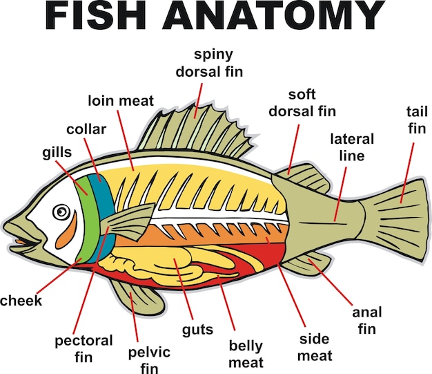 魚の解剖学のベクトル図 プレミアムベクター