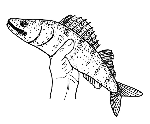 漁師の手のスケッチで魚。捕まったパイク。釣りのコンセプト。ロゴ 