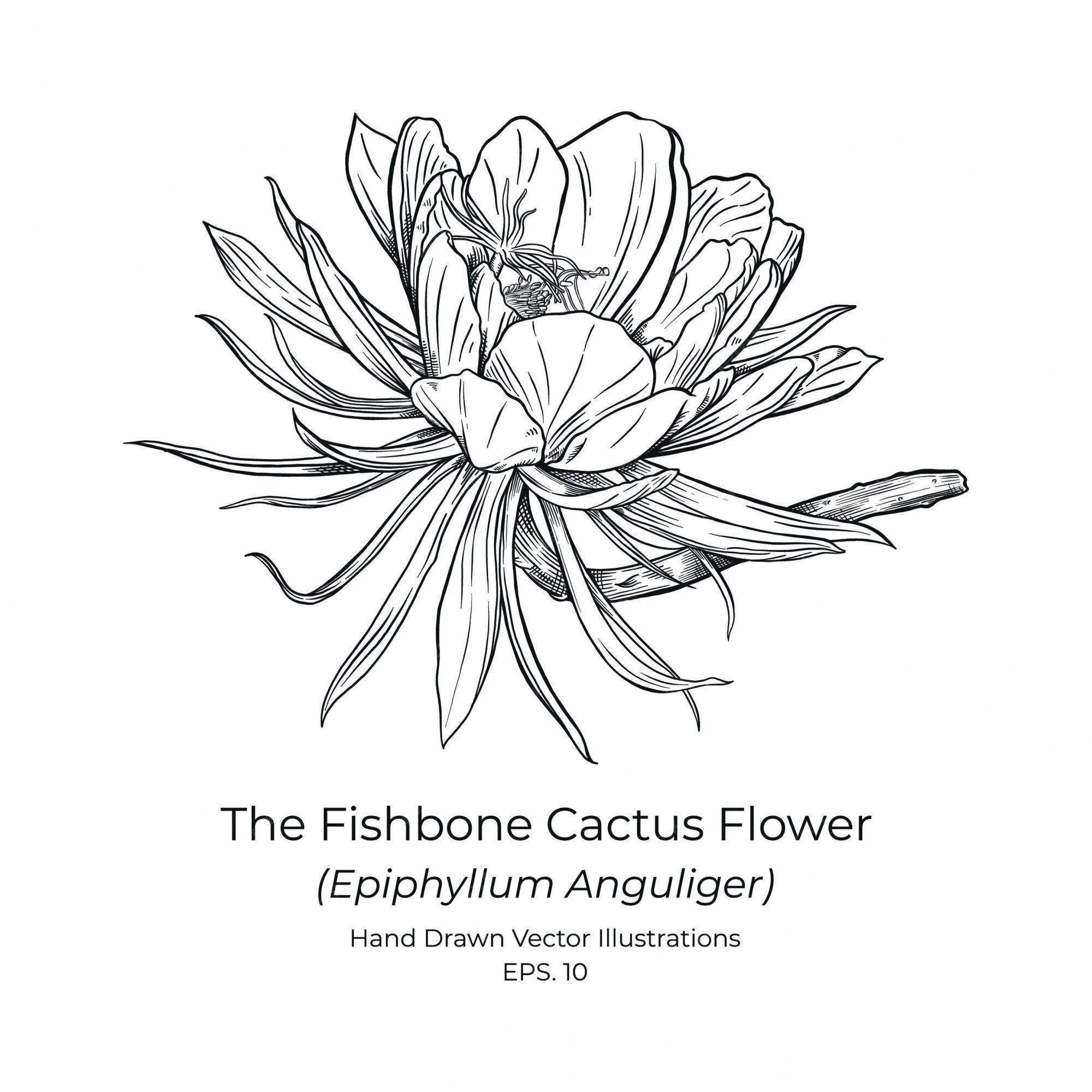 Premium Vector | The fishbone cactus or zig zag cactus