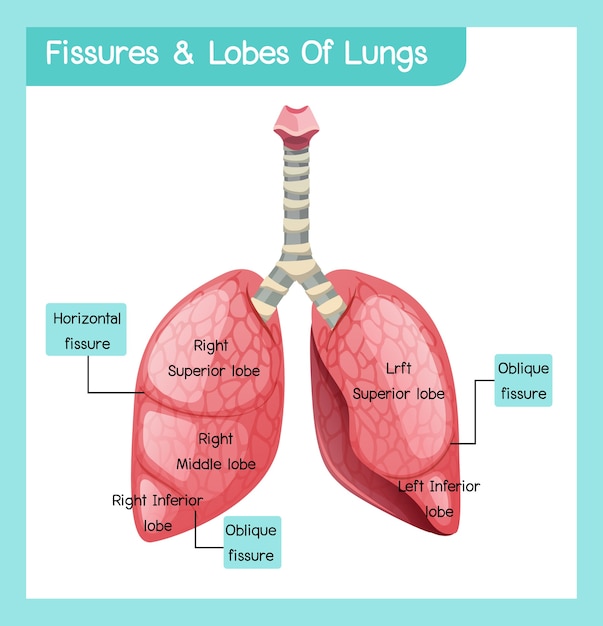 Premium Vector | Fissures and lobes of lungs