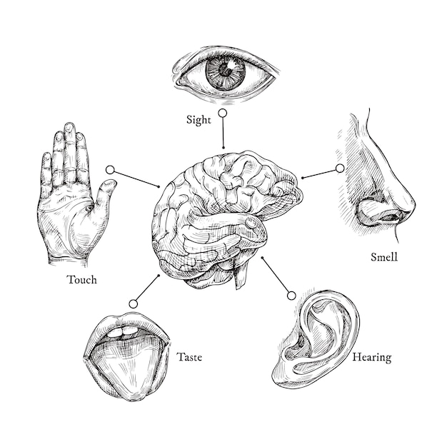 Five human senses. sketch mouth and eye, nose and ear, hand and ...