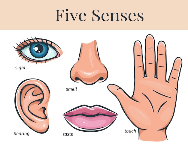 premium-vector-five-human-senses-touch-smell-hearing-vision