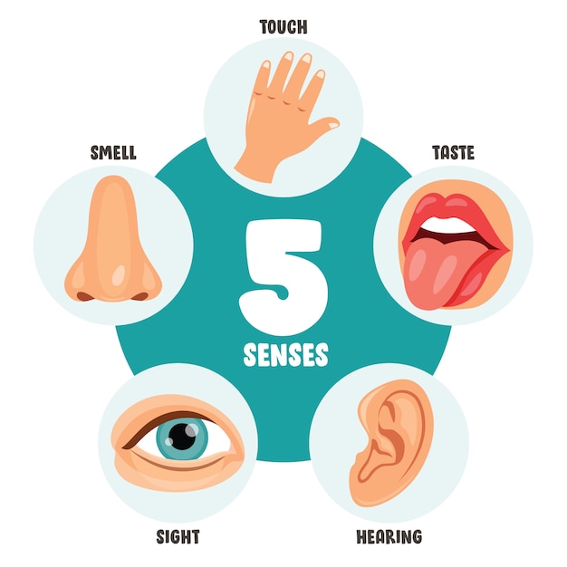 premium-vector-five-senses-concept-with-human-organs-for-kids