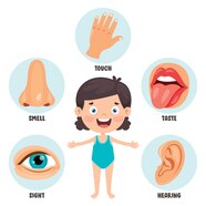 Premium Vector Five Senses Concept With Human Organs For Kids