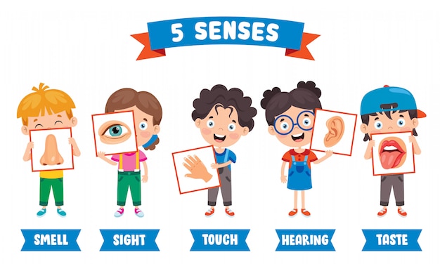 Define Sense Organs For Kids