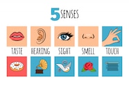 Five Senses Infographic Premium Vector