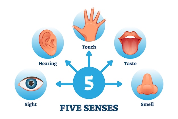 Premium Vector | Five senses labeled scheme to receive sensory ...