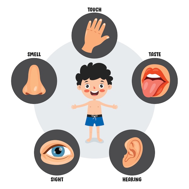 premium-vector-five-senses-template-with-human-organs