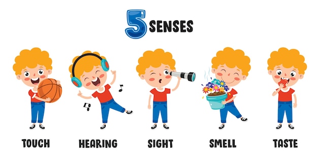 which dedicated organ carries information to the brain for 2 out of 5 special senses?