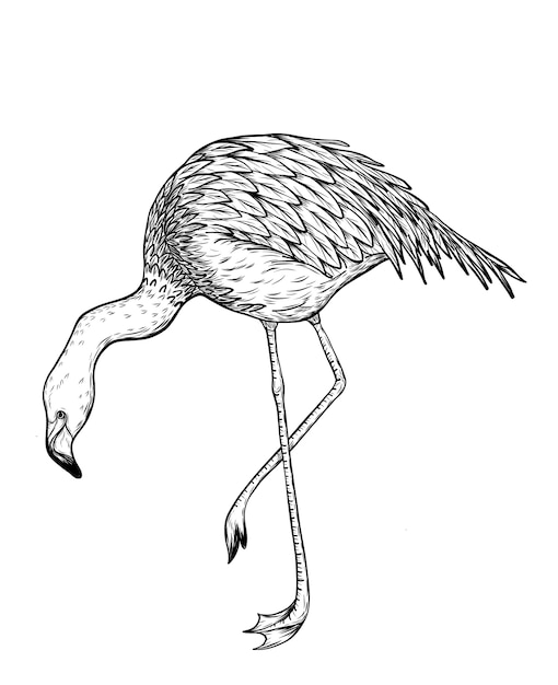 プレミアムベクター 手描きによるフラミンゴの鳥