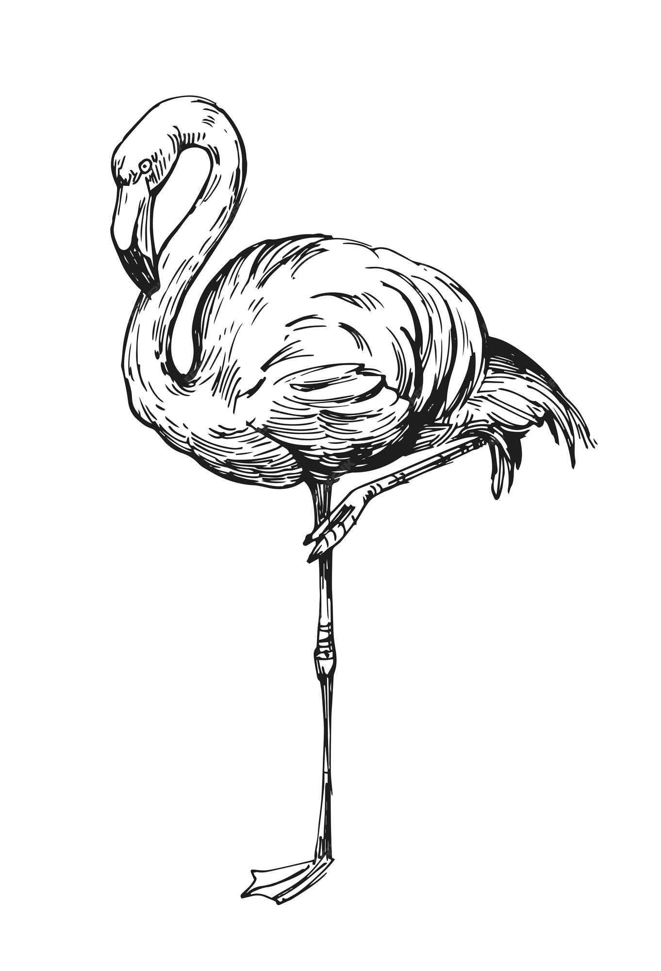 Premium Vector | Flamingo sketch. hand drawn illustration converted to ...