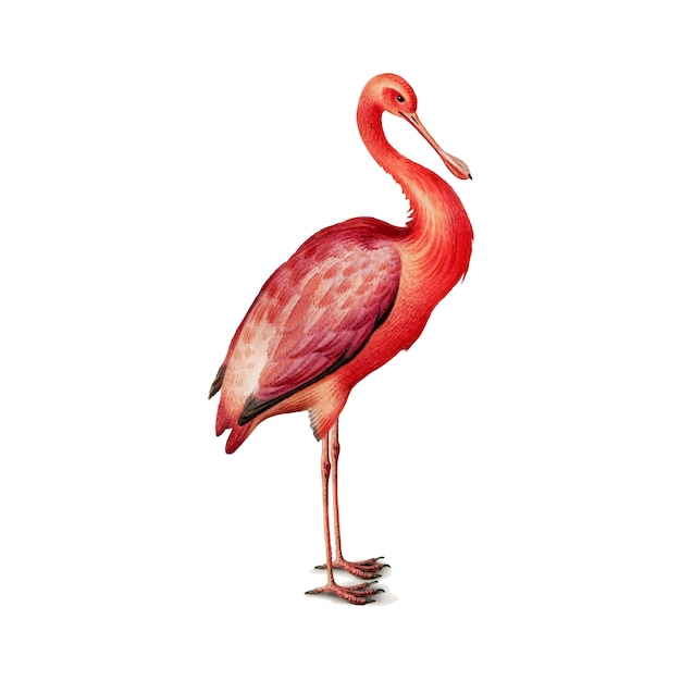 Download Flamingo | Free Vector