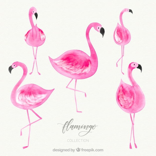 Download Flamingos collection with different postures in watercolor ...