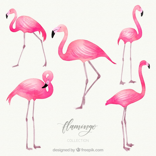 Download Flamingos collection with different postures in watercolor ...