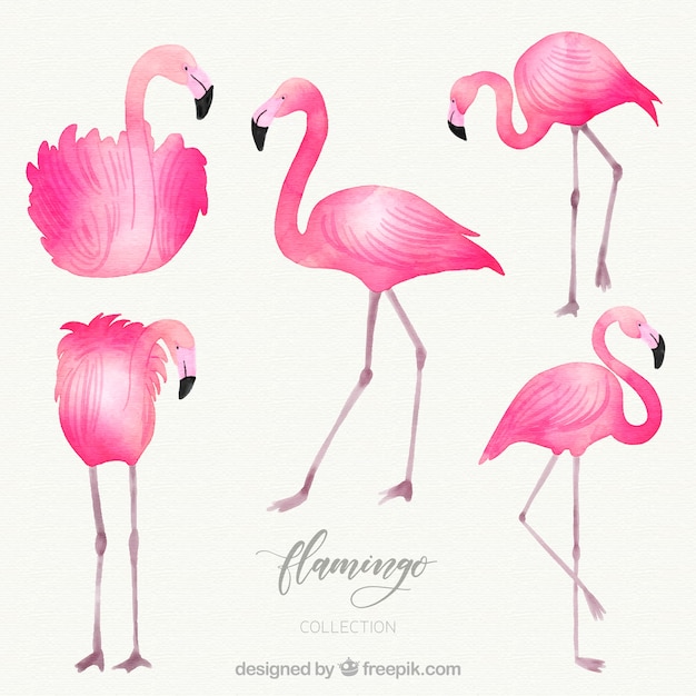 Download Flamingos collection with different postures in watercolor style Vector | Free Download
