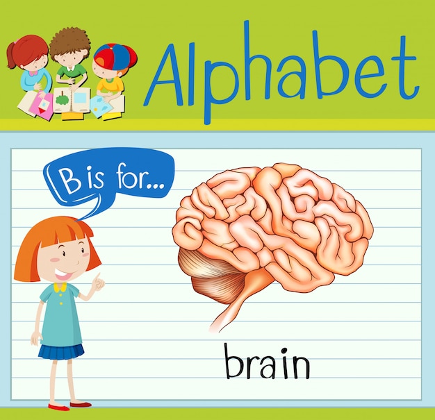 Premium Vector | Flashcard Letter B Is For Brain