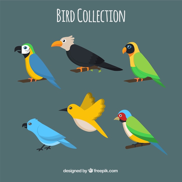 Flat bird collection