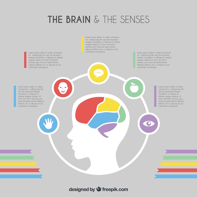 Free Vector Flat Brain Infographic Template With Color Details