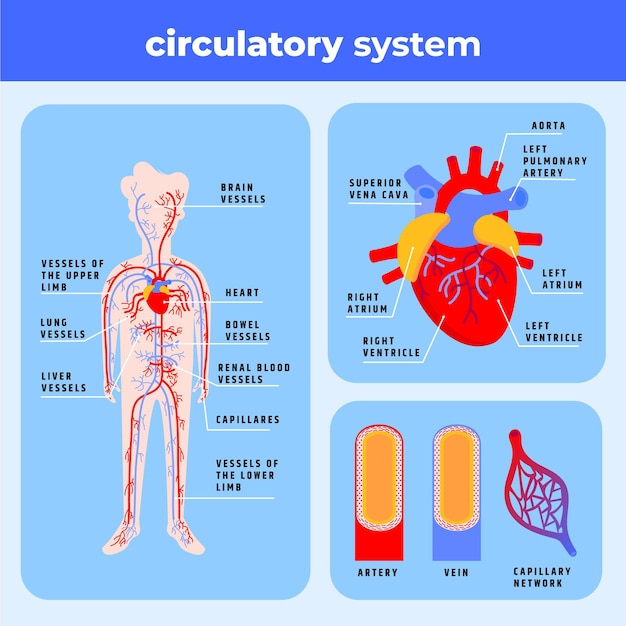 Free Vector | Flat circulatory system infographic