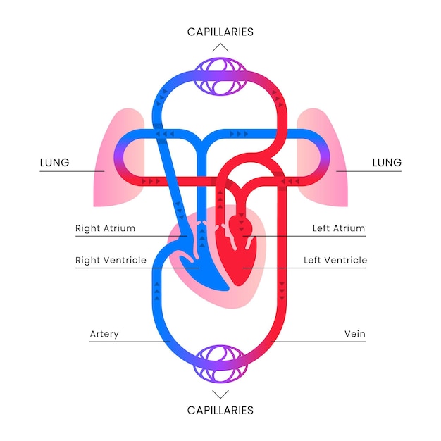 Free Vector | Flat circulatory system infographic