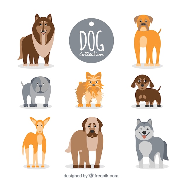 Flat collection of dogs with different\
breeds