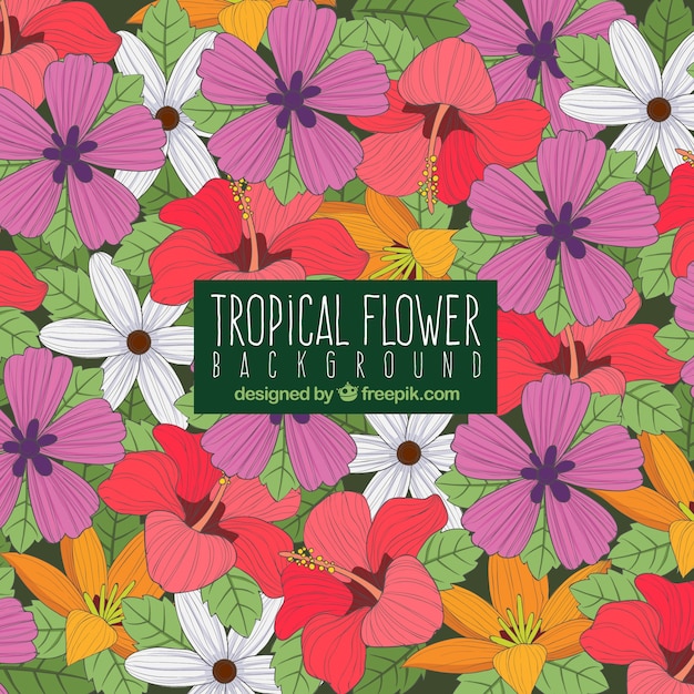 Flat design colorful tropical flower\
background