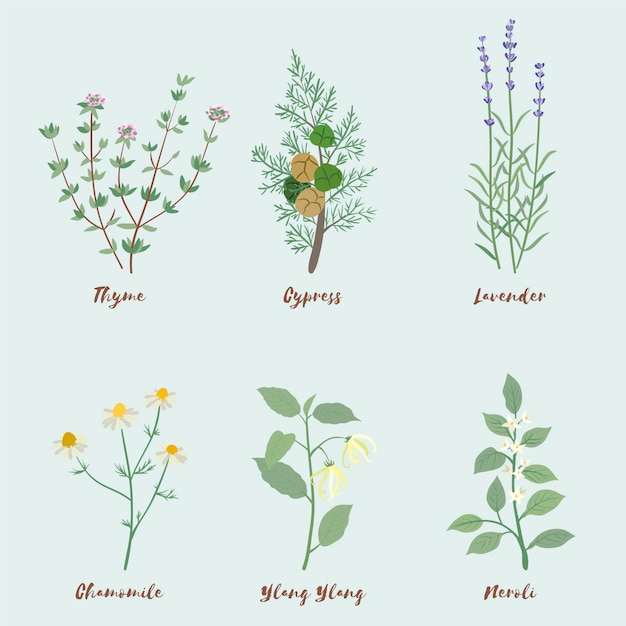 Free Vector | Flat design essential oil herb collection