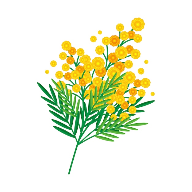 Premium Vector | Flat design mimosa illustration