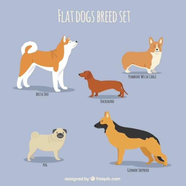 Flat dog breeds set