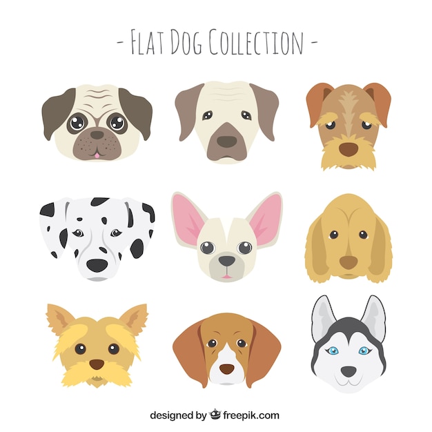Flat dog selection