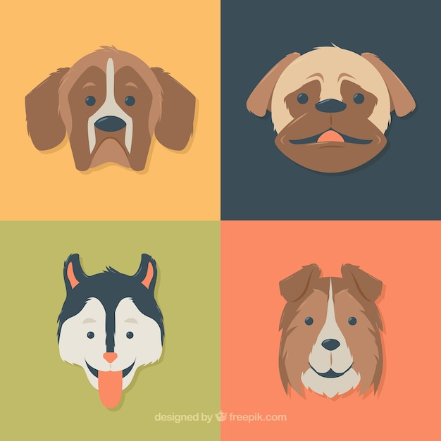 Flat dogs of different breeds