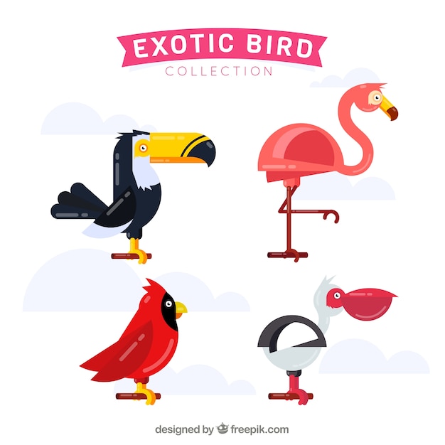 Flat exotic bird collection