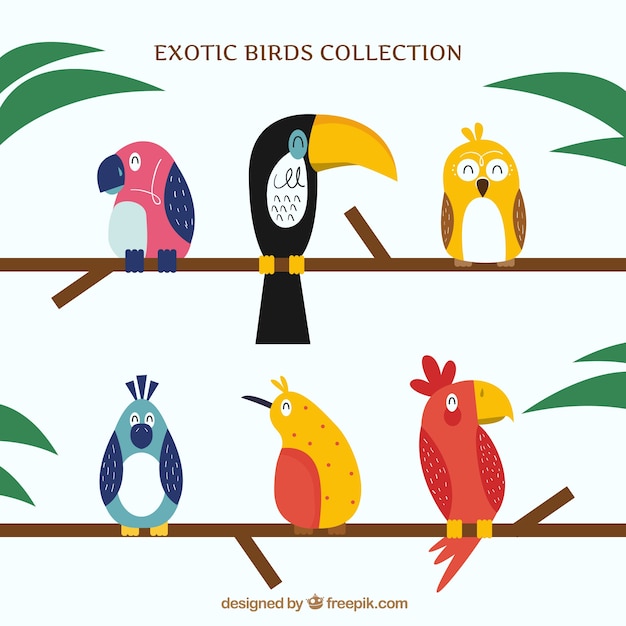 Flat exotic bird collection