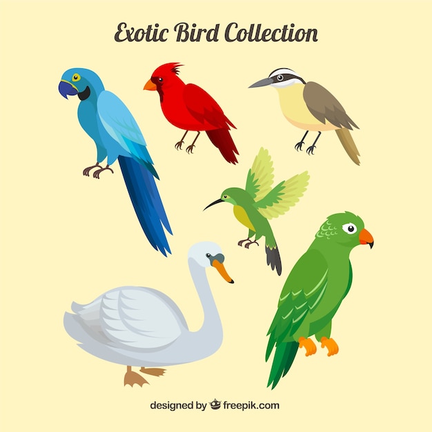 Flat exotic birds collection