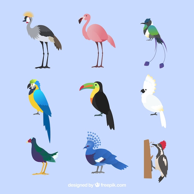 Flat exotic birds collection