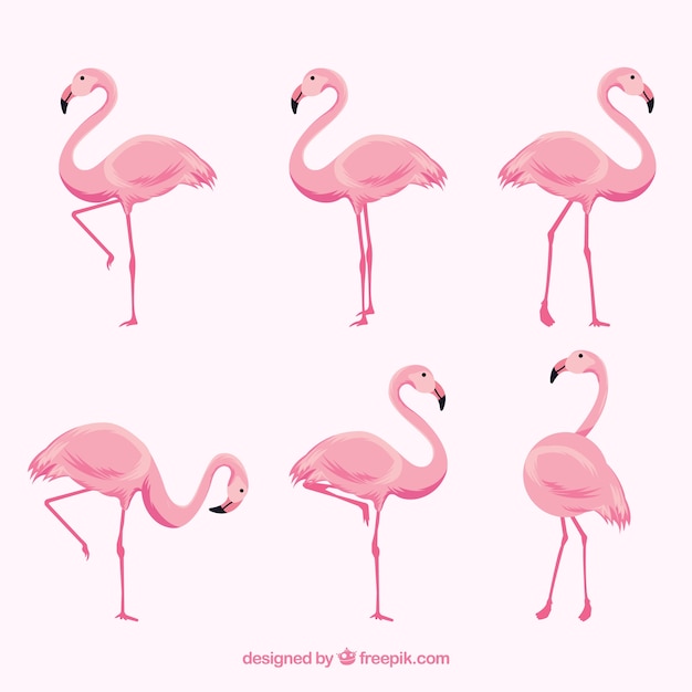 Download Flat flamingos collection in different poses Vector | Free ...