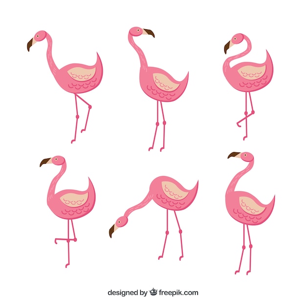 Free Vector | Flat Flamingos Collection In Different Poses