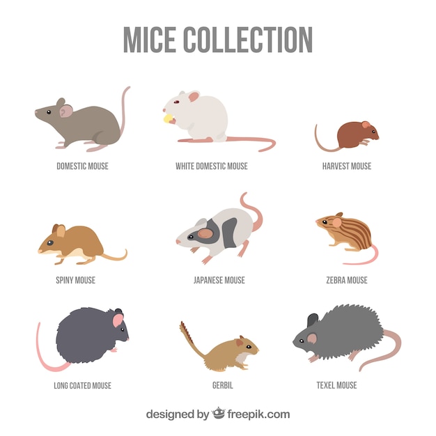mouse mouses