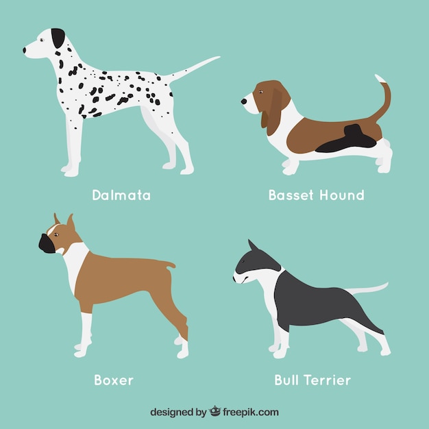Flat selection of four profile dogs