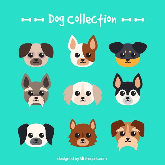Flat selection of nine dogs of different\
breeds