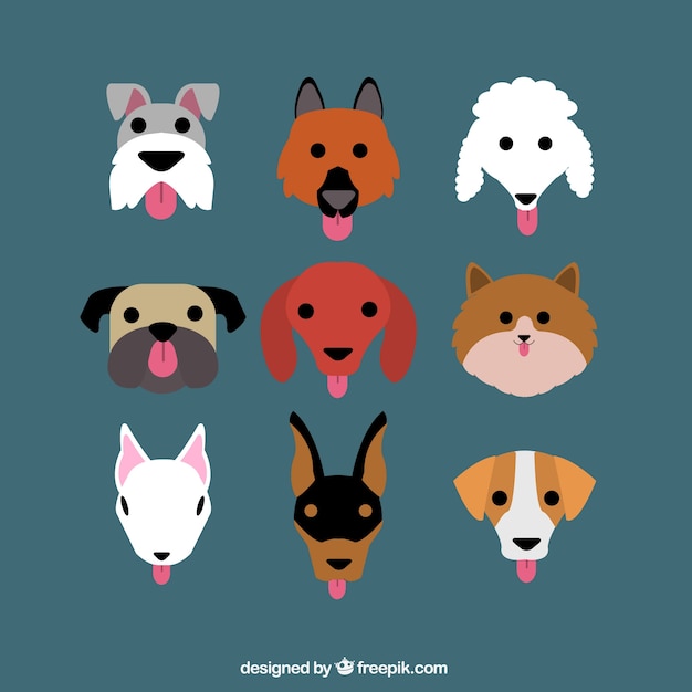 Flat selection of nine dogs with variety of\
breeds