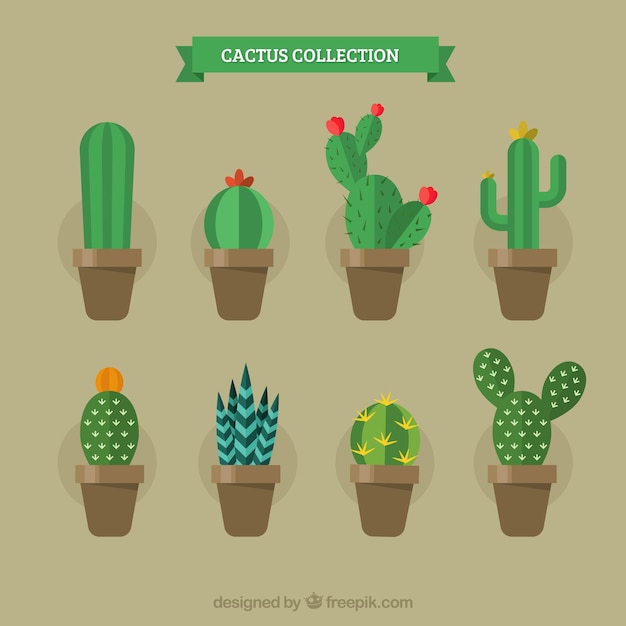 Flat variety of exotic cactus