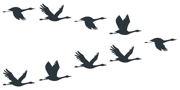 Flock of cranes or stork black silhouette in flying. | Premium Vector